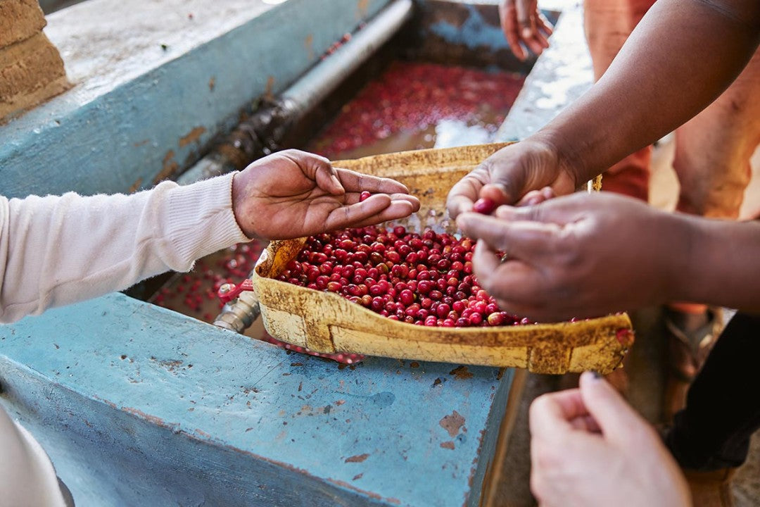 ETHIOPIA | YIRGACHEFFE