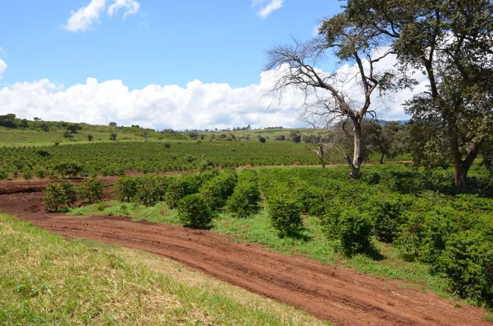 KENYA | ENDEBESS