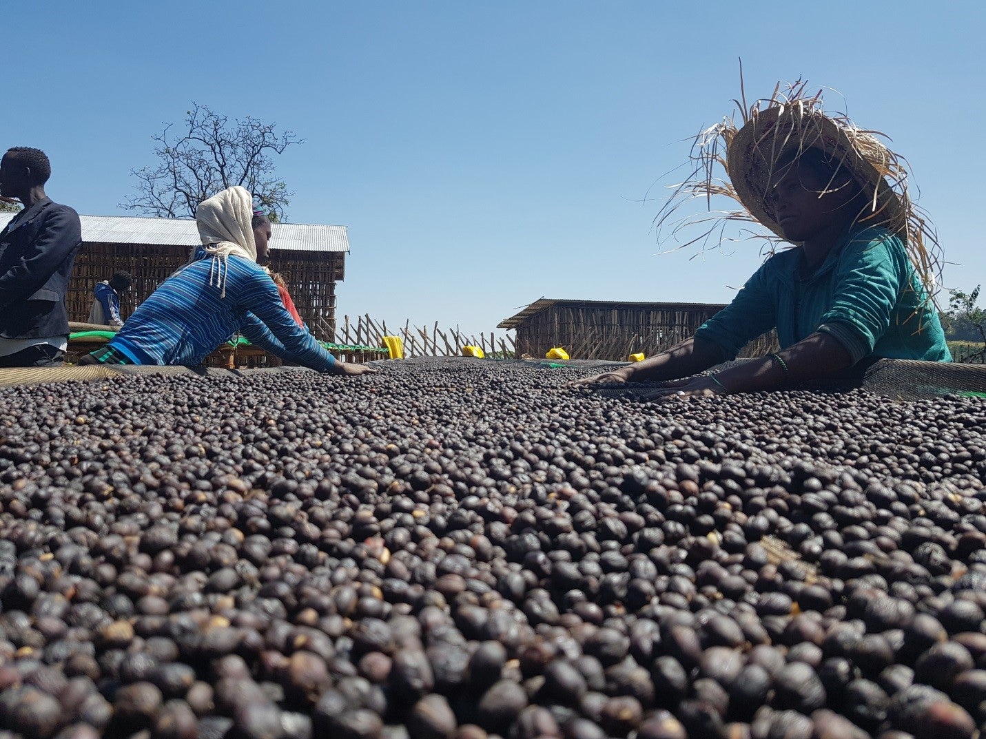 ETHIOPIA | HAMBELA