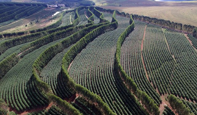 BRAZIL | MINAS GERAIS
