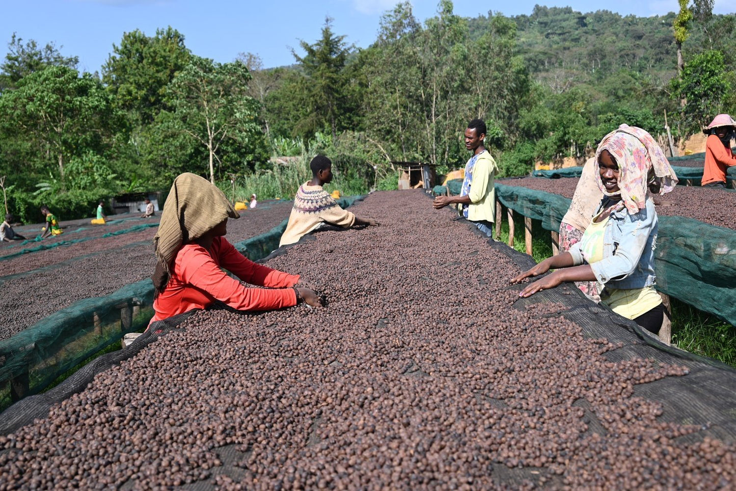 ETHIOPIA | HALO BERITI
