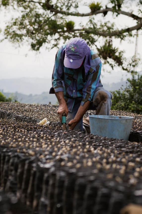 DECAF | COLOMBIA